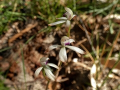 Caladenia testacea