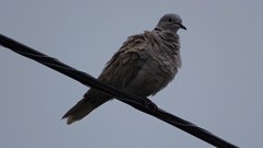 Streptopelia decaocto