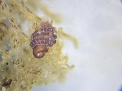 Paciocinebrina interfossa