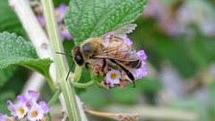 Apis mellifera