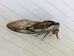 Neotibicen lyricen