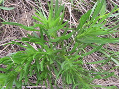 Liatris aspera