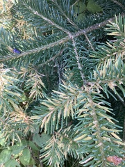 Pucciniastrum epilobii