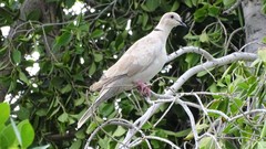 Streptopelia decaocto