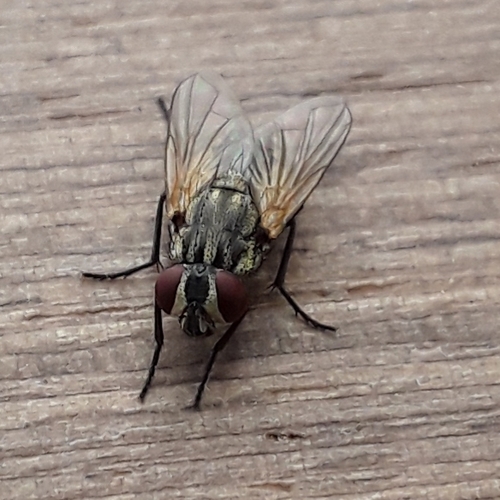 Common House Fly
