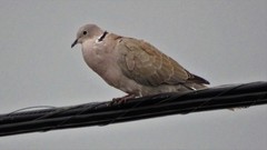 Streptopelia decaocto