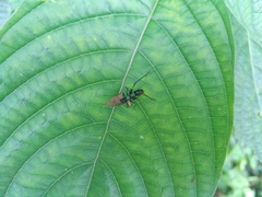 Ruidocollaris truncatolobata