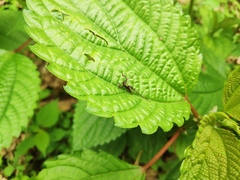 Ruidocollaris truncatolobata