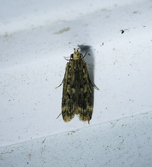 Martyringa ravicapitis