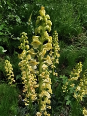 Pedicularis incarnata