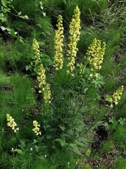Pedicularis incarnata