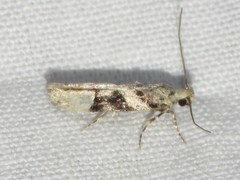 Coleotechnites atrupictella