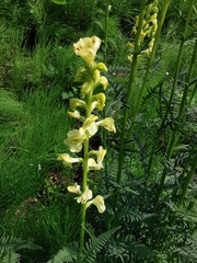 Pedicularis incarnata