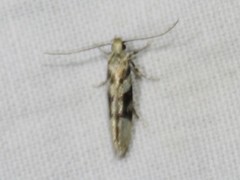 Coleotechnites atrupictella