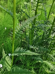 Pedicularis incarnata
