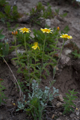 Eriophyllum lanatum integrifolium