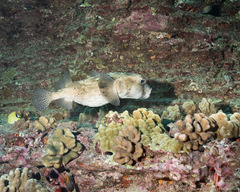 Chilomycterus reticulatus