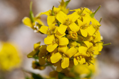 Draba helleriana