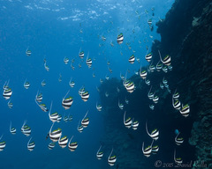 Heniochus diphreutes