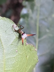 Micrathena militaris