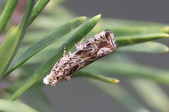 Olethreutes valdanum