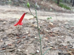 Penstemon barbatus torreyi