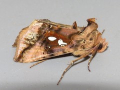 Autographa bimaculata