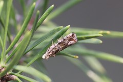 Olethreutes valdanum