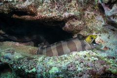 Gymnothorax rueppelliae