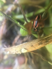 Paranaemia vittigera