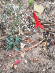 Penstemon barbatus torreyi