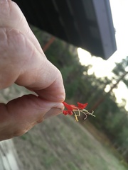 Penstemon barbatus torreyi