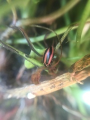 Paranaemia vittigera