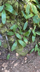 Clintonia uniflora