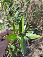 Samadera bidwillii