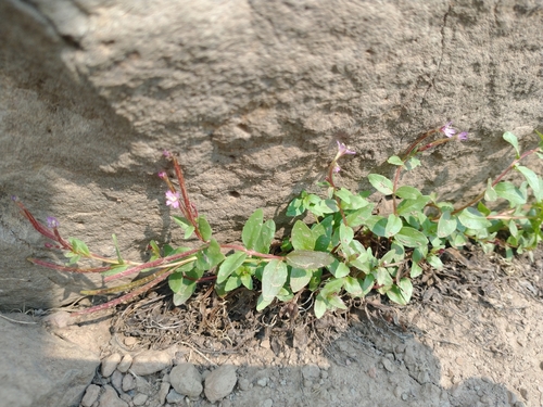 Talus willowherb (Epilobium clavatum)