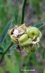 Medicago sativa