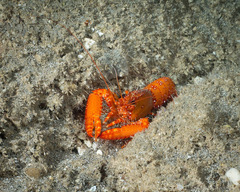 Enoplometopus occidentalis