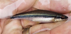 Notropis lutipinnis