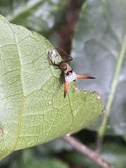 Micrathena militaris