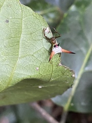 Micrathena militaris