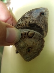 Opsiphanes tamarindi