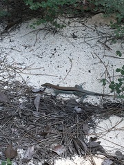 Pholidoscelis auberi