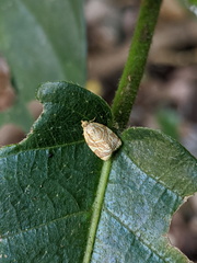 Adoxophyes templana