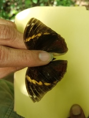 Opsiphanes tamarindi