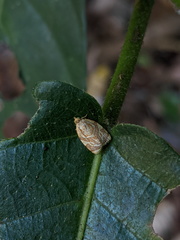 Adoxophyes templana