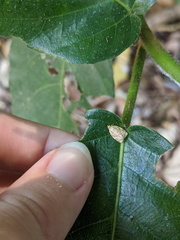 Adoxophyes templana