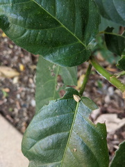 Adoxophyes templana