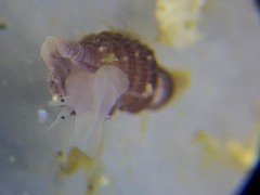 Paciocinebrina interfossa