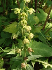 Epipactis papillosa